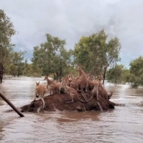 Wallabies crowding on dry land near Fitzroy Crossing.