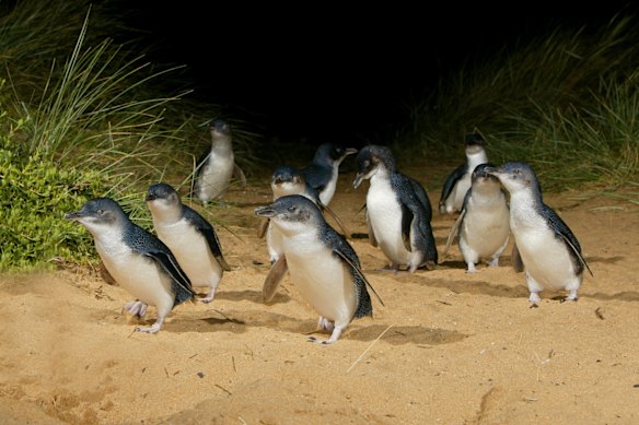 Phillip Island in Victoria is the world’s largest little penguin colony.