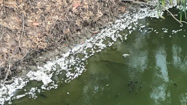 Another fish kill is unfolding on the banks of the lower Darling River at Menindee.