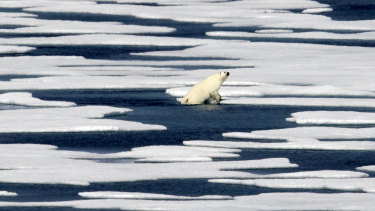 The Arctic is suffering dramatic loss of sea ice. A polar bear climbs out of the water in the Franklin Strait in the Canadian Arctic Archipelago.