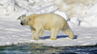 A polar bear in its natural habitat.