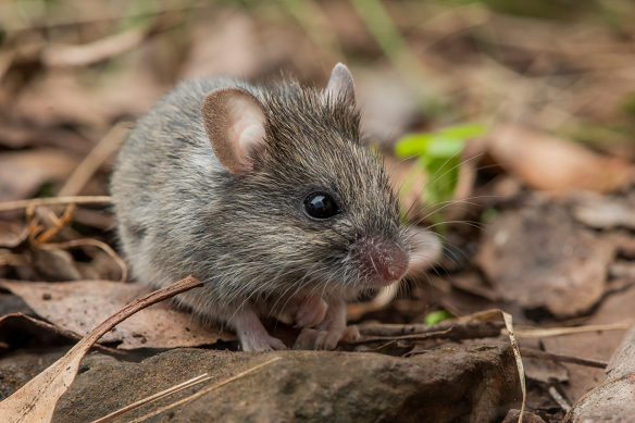 The pookila, a native rodent, haven’t been detected in Victoria’s Otway ranges since 2003.