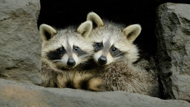 Raccoons in the Big Apple? 