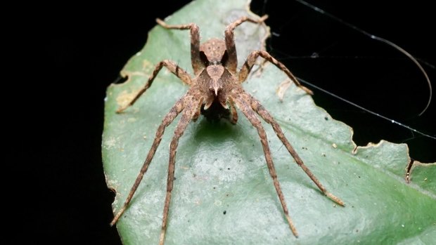 Ornodolomedes mickfanningi takes its name after the Australian surfer.