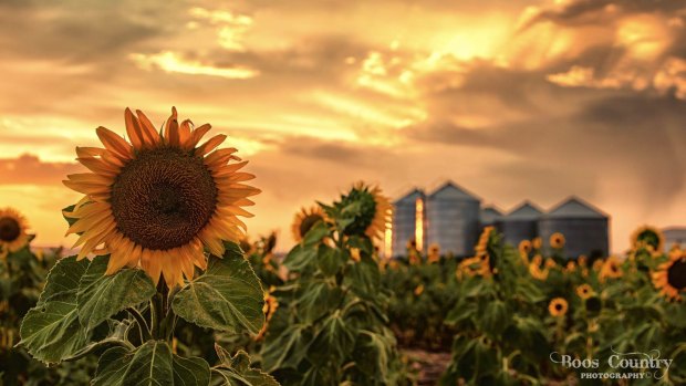 Darling Downs photographer Cindi Iverson was in the Top 50 Heritage Bank Photographic Awards in 2017 with her sunflower image.