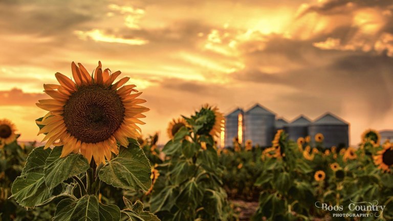 Sunflower Craze Attracts Thousands To Darling Downs