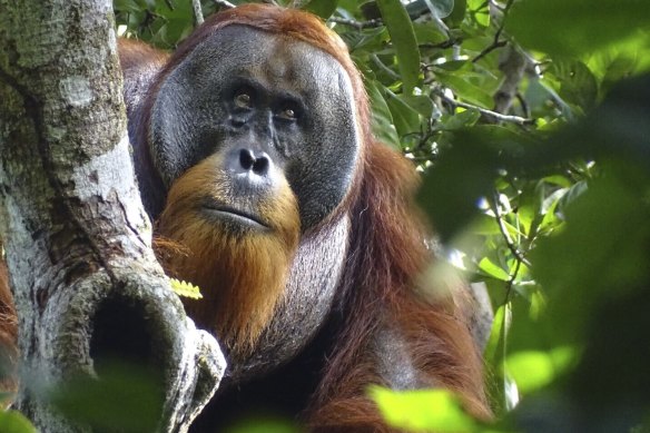 Rakus’ wound is barely visible. Two months earlier, researchers observed him apply chewed and applying leaves from a plant used by humans to treat pain and inflammation and to kill bacteria, to the wound. 