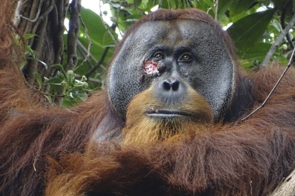 Rakus the orangutan.