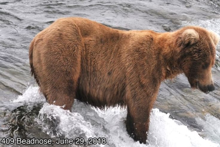 409 Beadnose before spending months gorging on salmon.