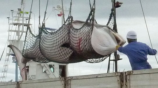 Japan slaughters more than 120 pregnant whales for 'research'
