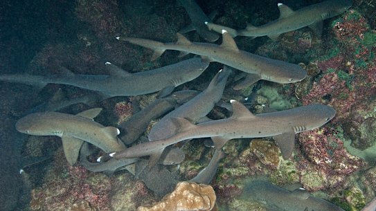 Shark species removed from Queensland hit list