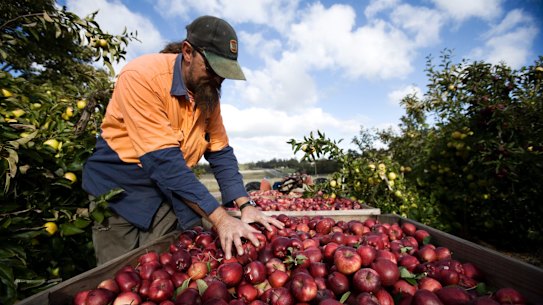 The government aims to encourage young Australians to do some of the farm work, but is yet to outline a new incentive.