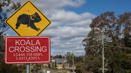 A koala crossing sign stands in front of a new housing development backing directly onto the Cumberland Plain Woodland corridor, a core koala habitat.