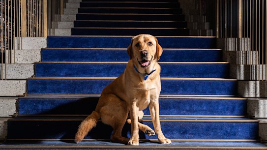 Russell, the golden labrador retriever. On staff and ready to serve at QT Melbourne.