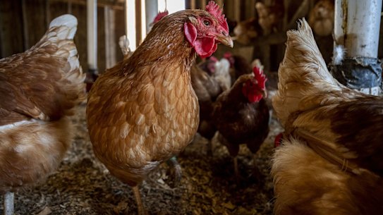 The consumer watchdog is reassuring free range egg and chicken meat producers that they can retain their marketing during lockdown orders. 