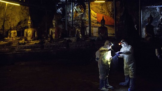A team of researchers set up a net to catch bats at the Khao Chong Pran Cave near Buddha statues on September 12, 2020 in Ratchaburi, Thailand.