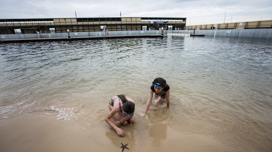 Swimmers find a star fish at Dawn Fraser Baths, Balmain on 10 December 2018. Photo: Jessica Hromas