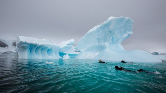Polar snorkelling is one of the most unique ways to experience Antarctica.