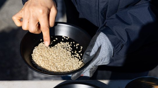 An inspector checks the quality of rice as part of a government procurement program in Pyeongtaek, South Korea. Researchers hope to produce a “beef rice” to provide more animal protein with less environmetal impact.