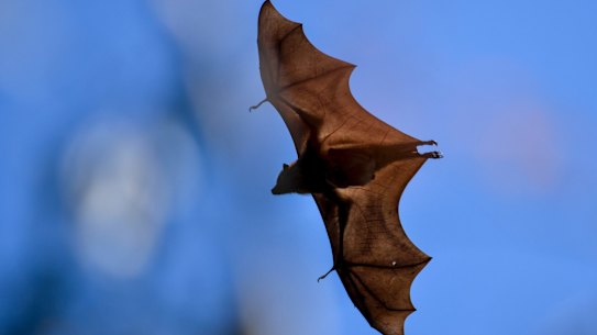 Grey-headed flying-foxes at the flying fox colony at Yarra Bend Park. It's been 15 years since the Great Melbourne Bat Wars, and the moving of the Flying Fox Colony from the Royal Botanic Gardens to Yarra Bend. 16 November 2018. The Age News. Photo: Eddie Jim.