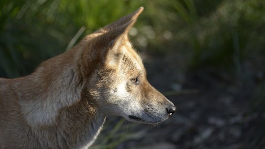 New research has upended the myth that pure dingoes no longer live in large regions of Victoria.