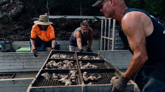 Hawkesbury River Oyster Shed, operated by Deb and Peter OâSullivan at Mooney Mooney. The past weekâs torrential rain and flooding has threatened the Oyster industry along the Hawkesbury River, due to fresh water flushing out the saltwater needed for the oysters to survive. Here Peter and his employees are relocating oysters from their Marramarra leases to their Porto Bay leases, which are closer to the ocean in a hope that saltwater will return sooner and they can save their oysters. Photographed Wednesday 24th March 2021. Photograph by James Brickwood. SMH NEWS 210324