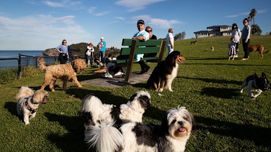 Mitch Geddes (on bench) along with other dog owners, has been lobbying for an off leash area on Mona Vale Beach for years, and it appears it is likely to happen now. 20th May 2021 Photo: Janie Barrett