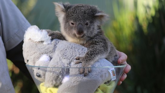 A koala joey with its koala teddies at the Australian Reptile Park. How to ensure the real one survive? 