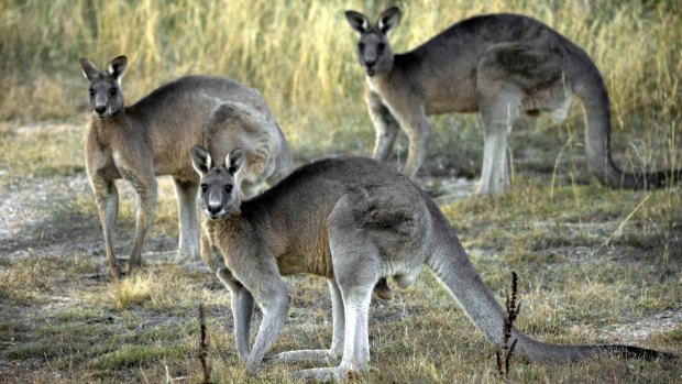 One of Canberra's largest ever kangaroo culls has finished