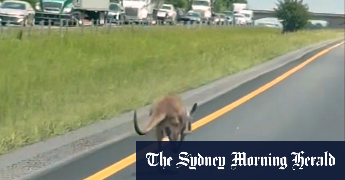 Runaway kangaroo ‘Sheila’ causes chaos on Alabama highway