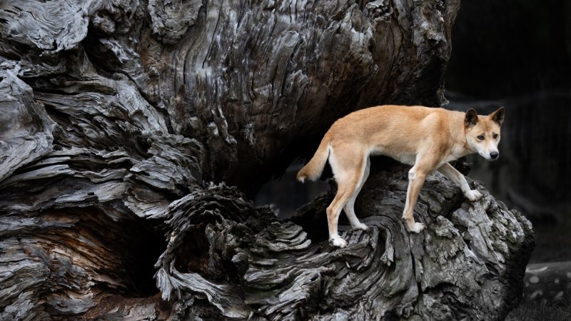 Petition · Dingo Conservation is Crucial for Biodiversity ·
