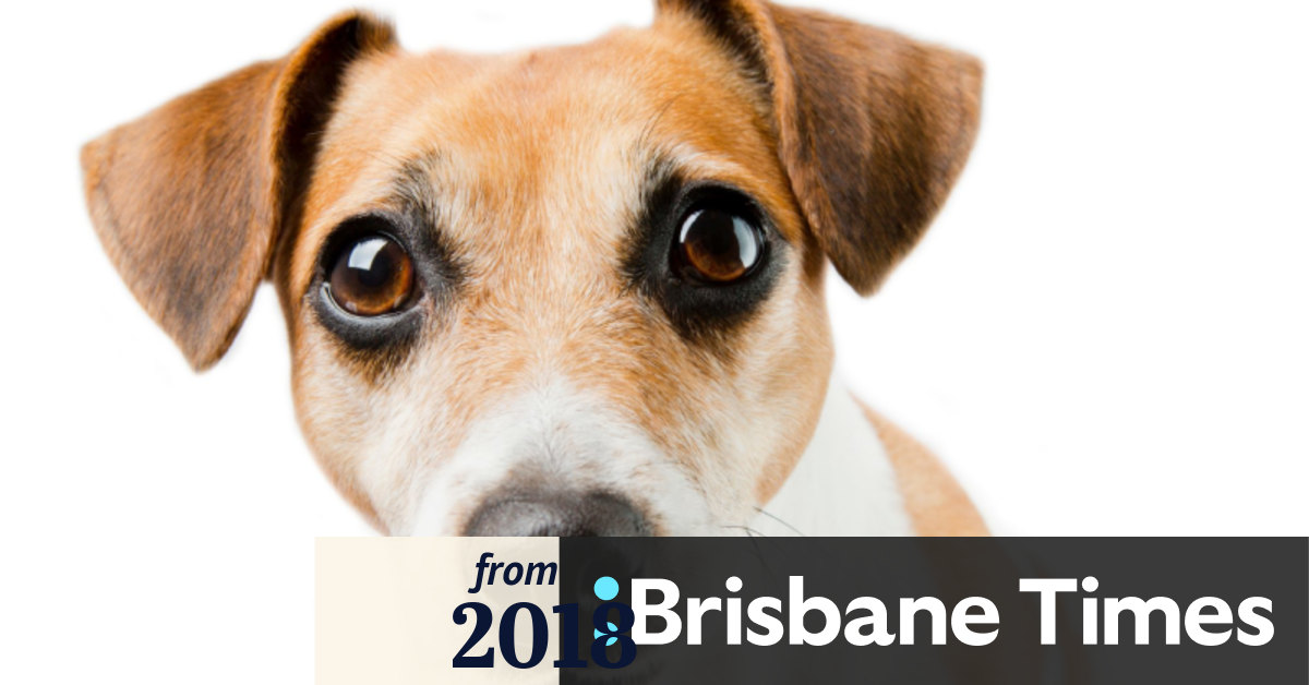how many dogs are you allowed in brisbane