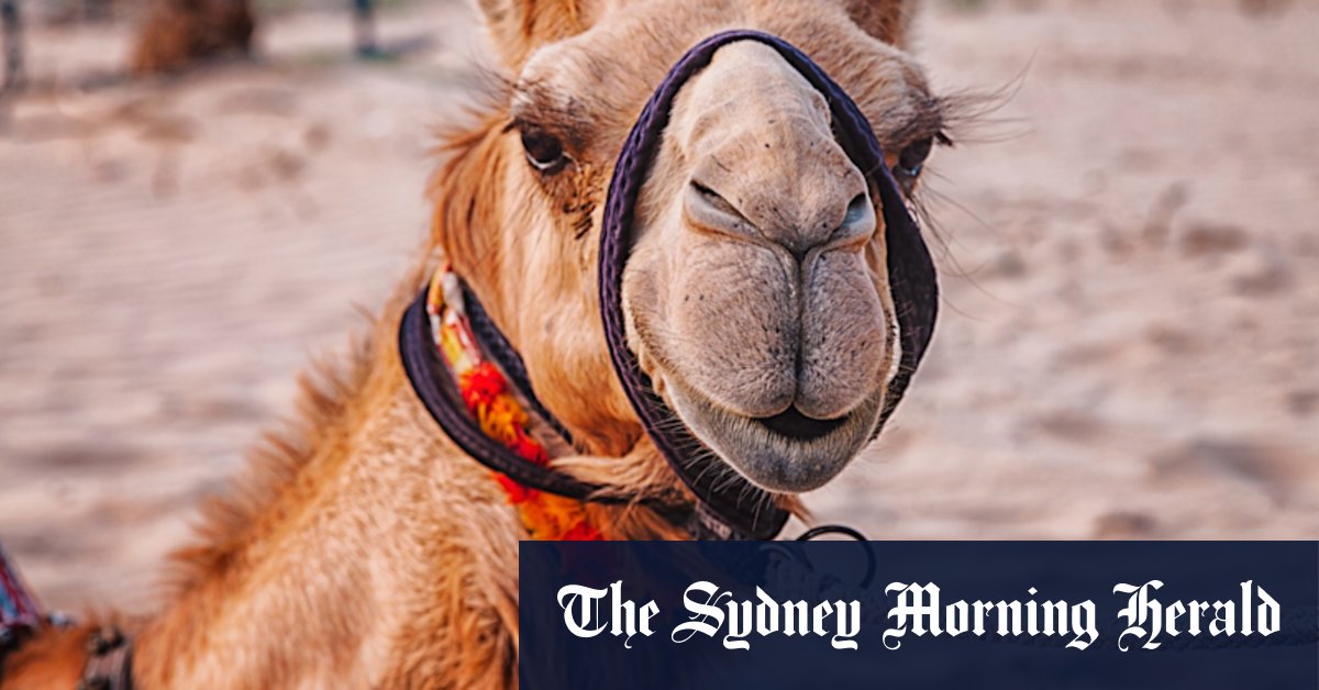 Chalmers and the RBA tamed the ‘inflation dragon’, can they ride the ‘inflation camel’?