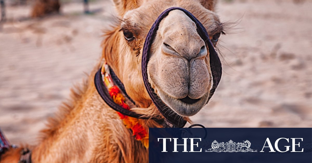 Chalmers and the RBA tamed the ‘inflation dragon’, can they ride the ‘inflation camel’?