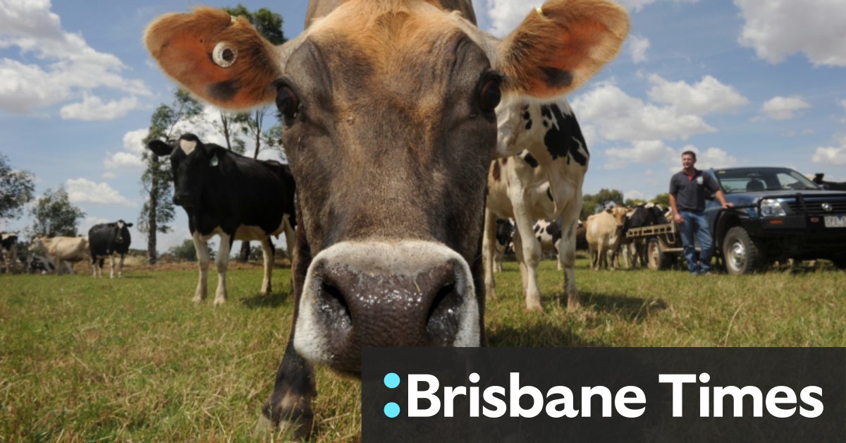 Flatulent cows no longer on the nose with seaweed solution to climate problem - Vimarsana News