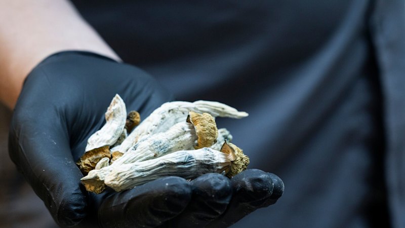 Tripping in an MRI: What our brains look like on magic mushrooms
