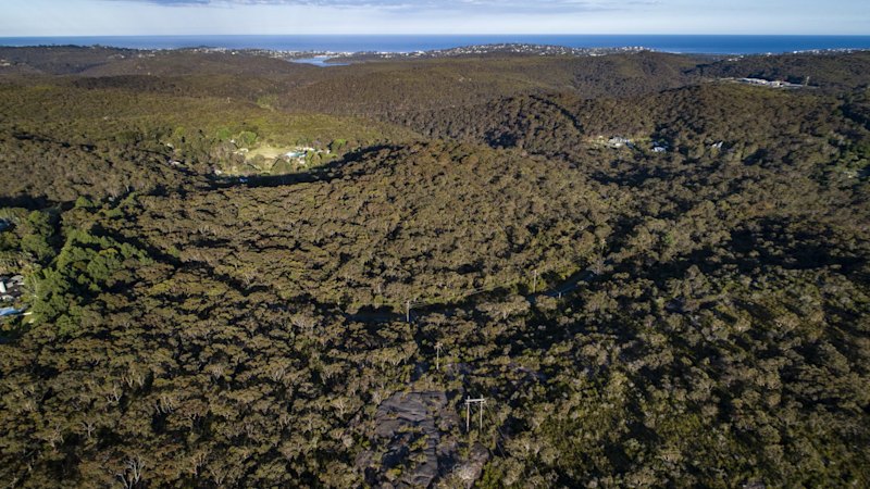 Push to clear bushland in Sydney’s north scrapped – for now