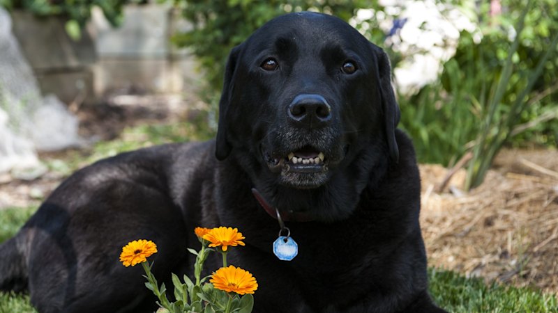 Prospective dog owner criticizes adoption standards at local shelters (australia) — SMH