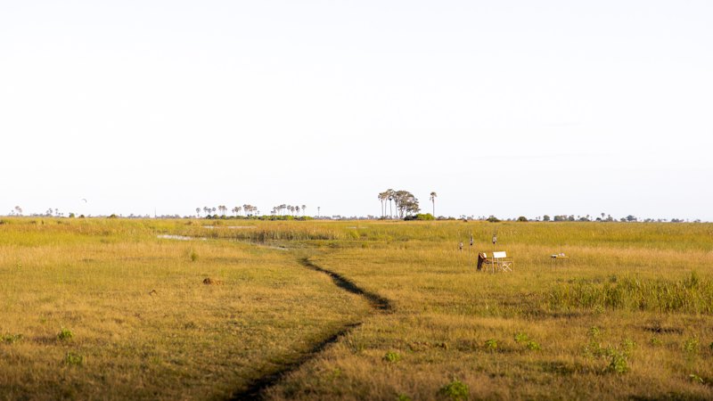 Strokovnjak zgolj na podlagi krvavih sledi razrešil skrivnost redkega srečanja z divjimi živalmi v Afriki