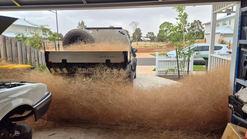 ‘Nervous as hell’: Tumbleweed spike creates messy fire hazard in Melbourne’s west