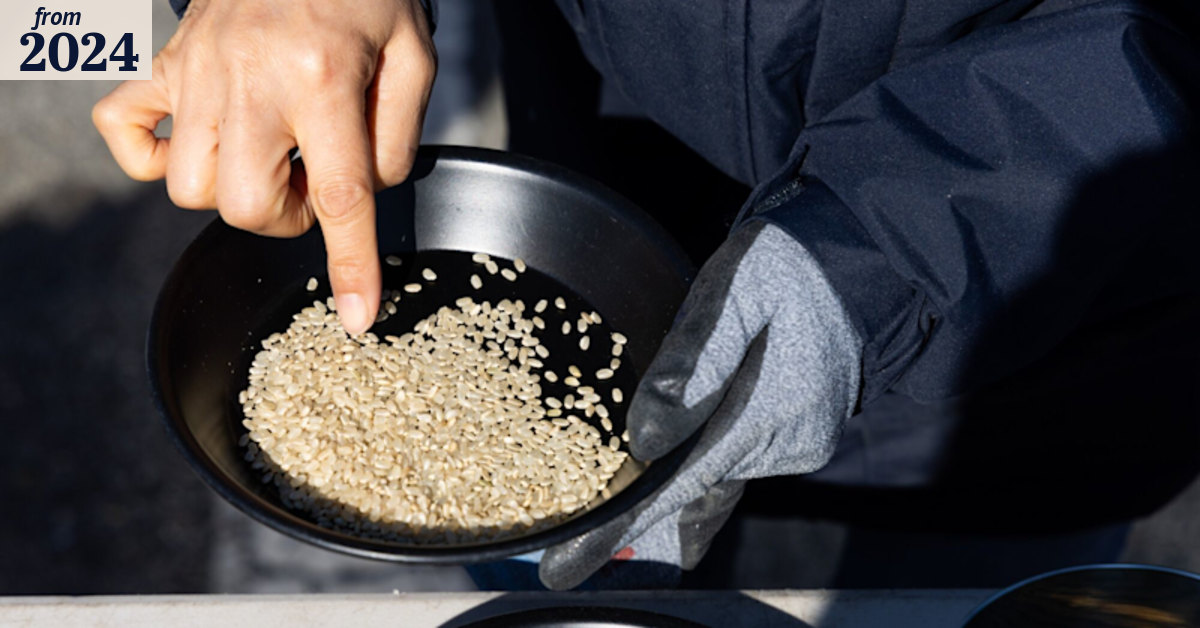 ‘Beef rice’ could be source of protein, says South Korean scientists