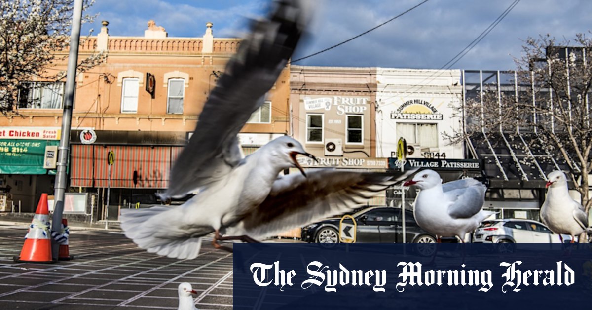 Love letter to Summer Hill and its community spirit - Vimarsana News