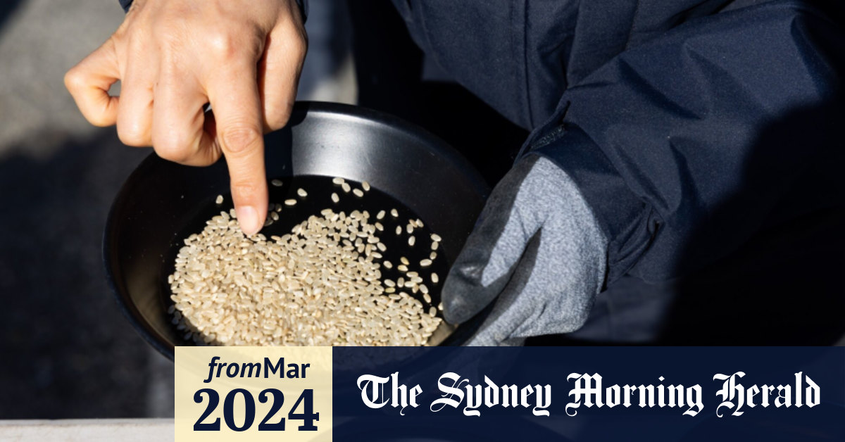 ‘Beef rice’ could be source of protein, says South Korean scientists