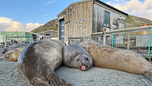 Three elephant seals at Macquarie Island station.