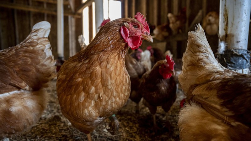 Poultry-geist! Inghams says $130m in costs will push up chicken prices
