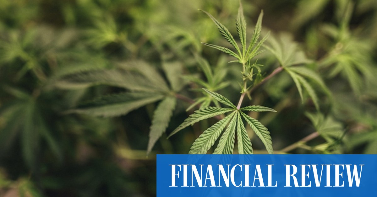 afr.com - Ariana Eunjung Cha - Seven unexpected health lessons from the latest research on cannabis