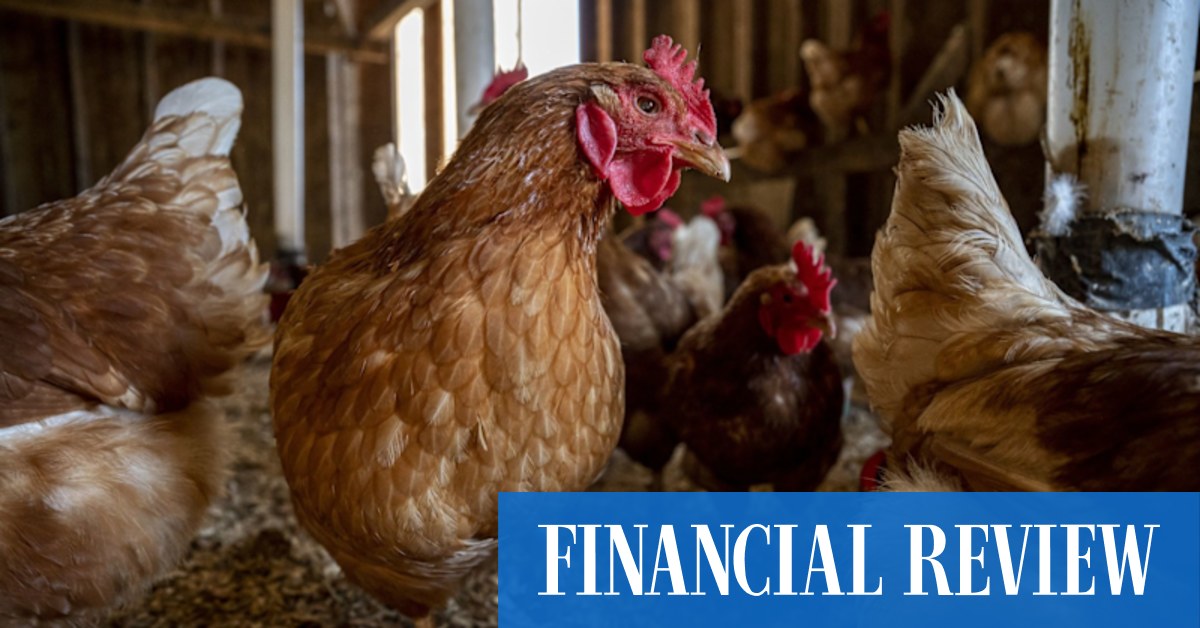 Poultry-geist! Inghams says $130m in costs will push up chicken prices