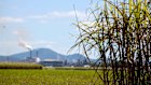Queensland’s sugar cane industry can help create sustainable aviation fuel.