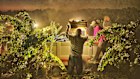 Harvest at Birichino.
