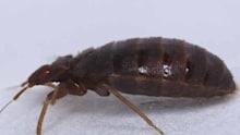 This 2022 photo provided Wednesday Oct.4; 2023 by entomologist Jean-Michel Berenger, who raises bedbugs in his lab, shows a bedbug in Marseille, southern France. The French government has been forced to step in to calm a nation increasingly anxious about bedbugs. (Jean-Michel Berenger via AP)